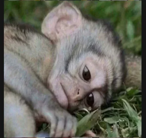 Telegram sticker 😔 مرتـضى | SON