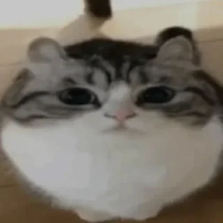 Sticker 🐈 Комаруу