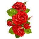 Video sticker 🌹 Heart ♥️ Flower