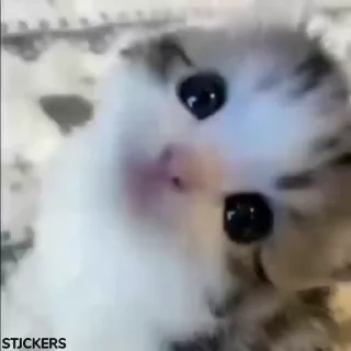 Video sticker 🥺 @stjckers شماره مجازی ارزان👉🏼 @Majazinoo_accbot