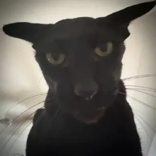 Video sticker 😊 sybau