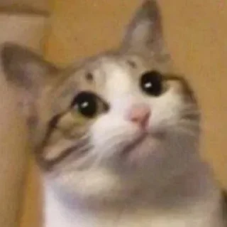 Telegram sticker 😳 @Nima_ZiX