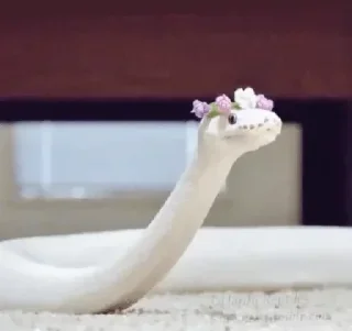 Video sticker 🐍 @QXXXS