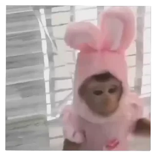 Video sticker 🐵 JESDYMOOD 💕