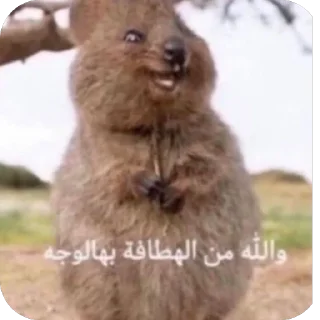 Telegram stiker 🥺 👍