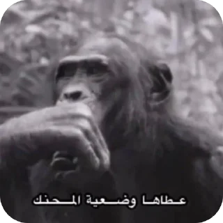 Telegram stiker 🫥 👍