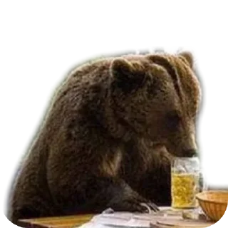 Sticker 🍺 Watch Out For Bears!