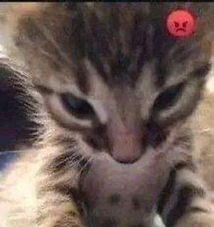 Телеграм стикер 🐈 Cats 2 - @Caught_in_144p
