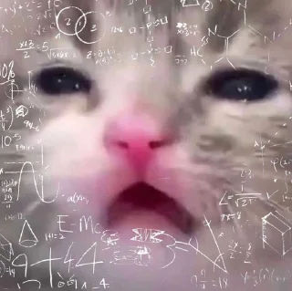 Телеграм стикер 🐈 Cats 2 - @Caught_in_144p