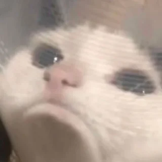 Video sticker 🐈 Cats 2 - @Caught_in_144p