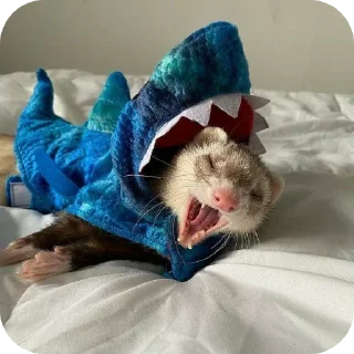 Telegram sticker 🐱 Мои