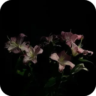 Video sticker 🌸 Мои