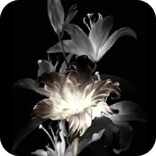 Video sticker 🌸 Мои