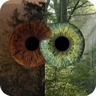 Telegram sticker 🌲 Мои