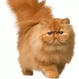 Telegram sticker 🐱 Долбаёб бу @mstutelschannel