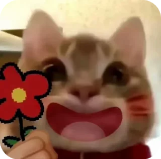 Video sticker 🌟 [[@STICKR_106]]@TOBI_R_01