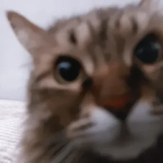Video sticker 😳 Больше стиков тут: @stikery4