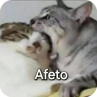 Telegram sticker 🥰 Gato 2.0