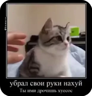 Video sticker 🌟 𝐊𝐨𝐦𝐚𝐫𝐢𝐤𝐢 | @𝐋𝐢𝐟𝐞𝐤𝐢𝐭𝐤𝐚𝐭 :: @fStikBot