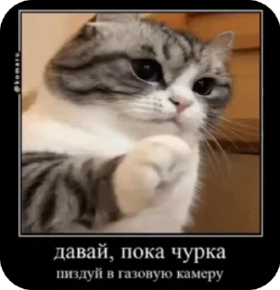 Video sticker 🌟 𝐊𝐨𝐦𝐚𝐫𝐢𝐤𝐢 | @𝐋𝐢𝐟𝐞𝐤𝐢𝐭𝐤𝐚𝐭 :: @fStikBot