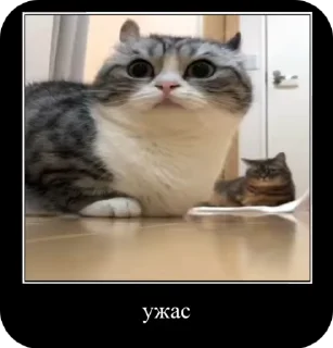 Video sticker 🌟 𝐊𝐨𝐦𝐚𝐫𝐢𝐤𝐢 | @𝐋𝐢𝐟𝐞𝐤𝐢𝐭𝐤𝐚𝐭 :: @fStikBot