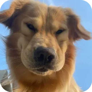 Video sticker 🐶 @round_stickers