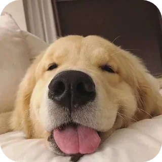 Telegram sticker 🐶 @round_stickers