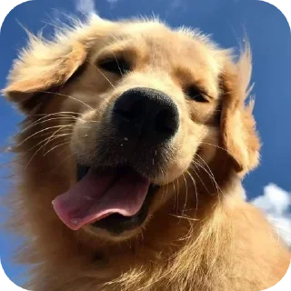 Video sticker 🐶 @round_stickers