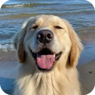 Sticker 🐶 @round_stickers