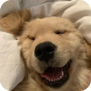 Telegram sticker 🐶 @round_stickers