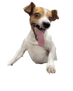 Video sticker 🐕 JUBU-X PACK- !¡