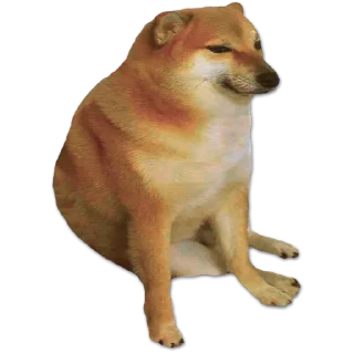 Video sticker 😏 Perrito Sugoi