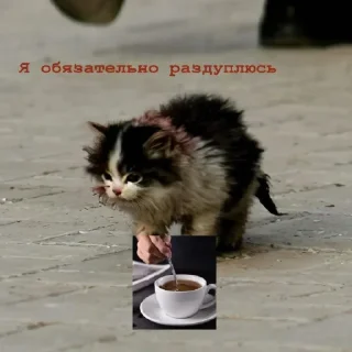 Video sticker ☕ я пидорас 😎 by @fStikBot