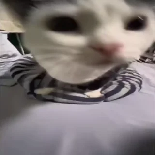 Video sticker 🌟 kishibe core