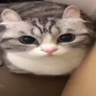 Video sticker 🤯 kishibe core