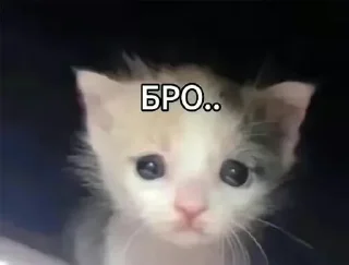 Sticker 🖼 kishibe core