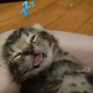 Telegram stiker 🌡 ,.