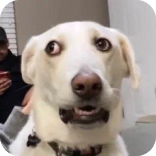 Video sticker 🐶 Mis sticker (?