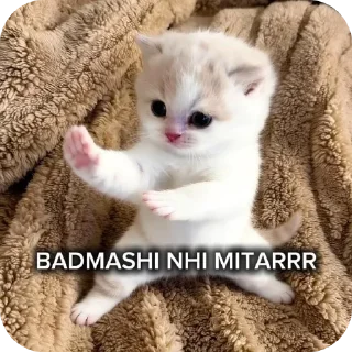Телеграм стикер 🐱 @x_shiva12