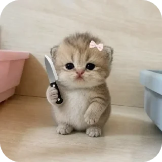 Телеграм стикер 🐱 @x_shiva12