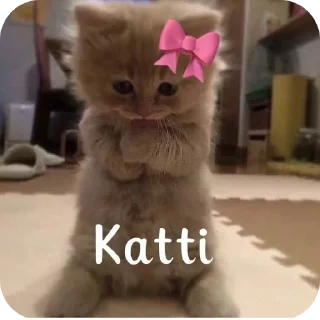 Телеграм стикер 🐱 @x_shiva12