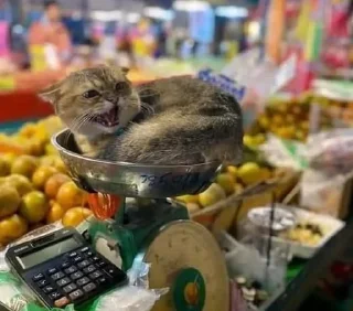 Telegram sticker ❌ WEEB HAT's sticker pack (@Mikasa_Ackrman_Bot)