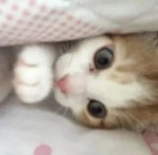 Video sticker 😿 WEEB HAT's sticker pack (@Mikasa_Ackrman_Bot)