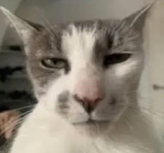 Telegram sticker 🤡 WEEB HAT's sticker pack (@Mikasa_Ackrman_Bot)