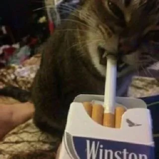 Telegram sticker 🚬 для настоящих мужиков :: @fStikBot