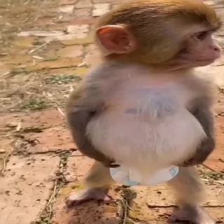 Telegram stiker 🩳 Gumnabi baba