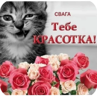 Telegram sticker 🐱 Ебать копать @Stikerhi_bot