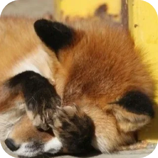 Telegram sticker 🌯 Хуйня инвалида Клоны