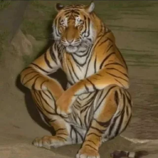 Telegram sticker 🌸 بجنوردی