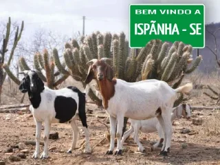 Telegram stiker 😎 Gotham Oficial Memes (@terror_de_gotham)